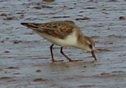 Little Stint - ML24800001