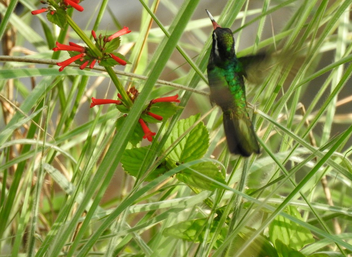 Colibri à oreilles blanches - ML248000011