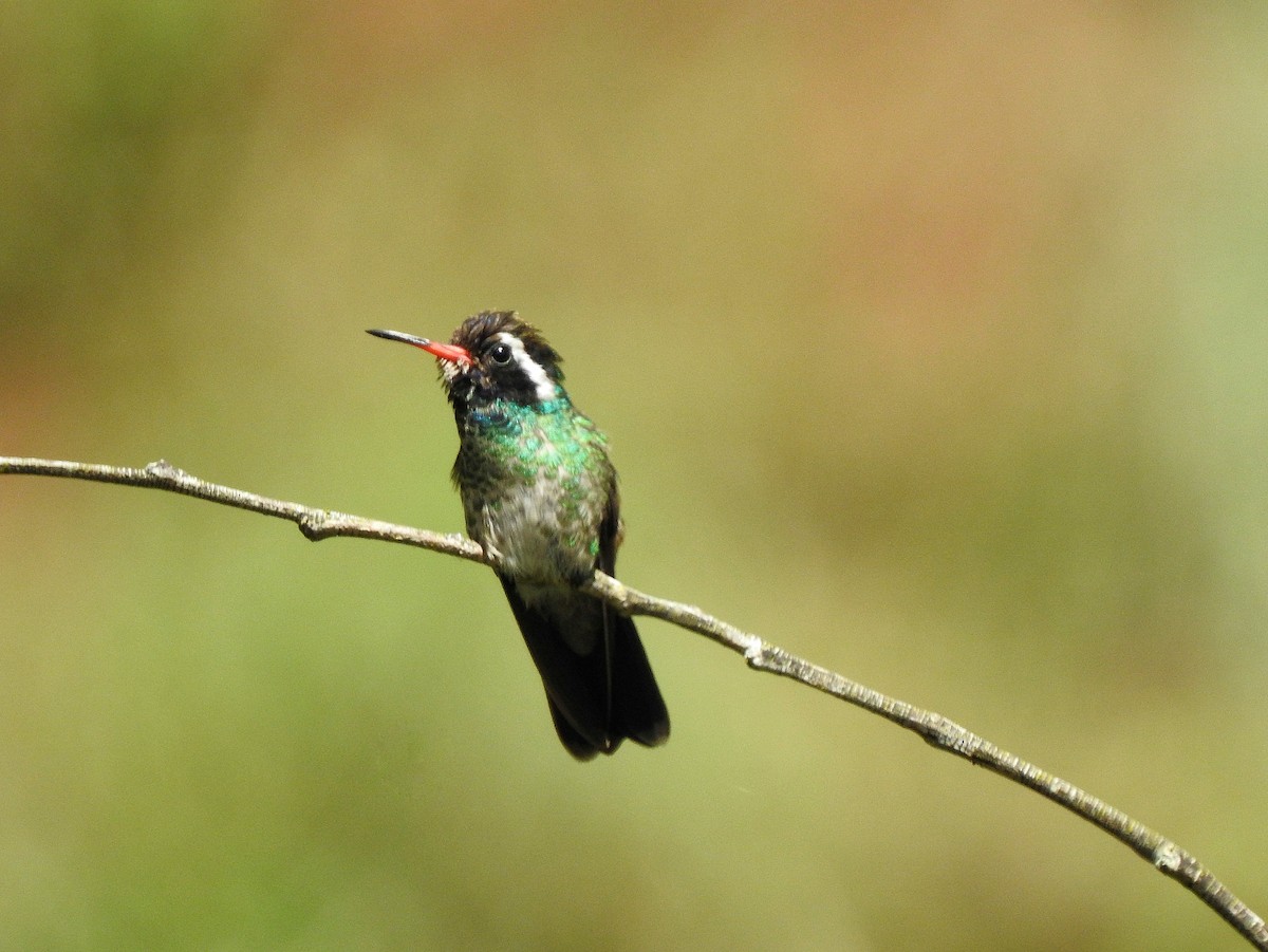 Colibrí Orejiblanco - ML248000071