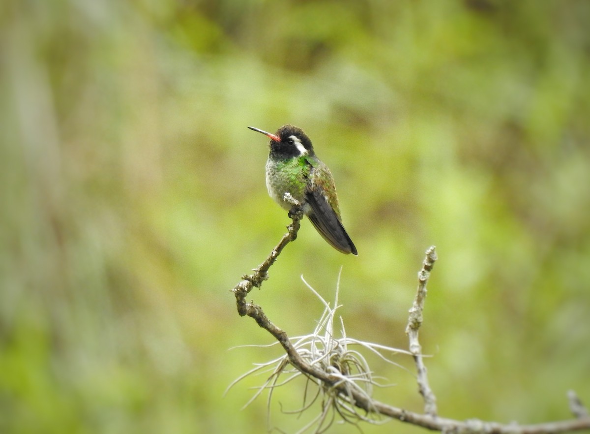 White-eared Hummingbird - ML248000101