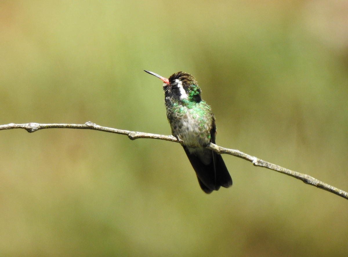 kolibřík bělouchý - ML248000171