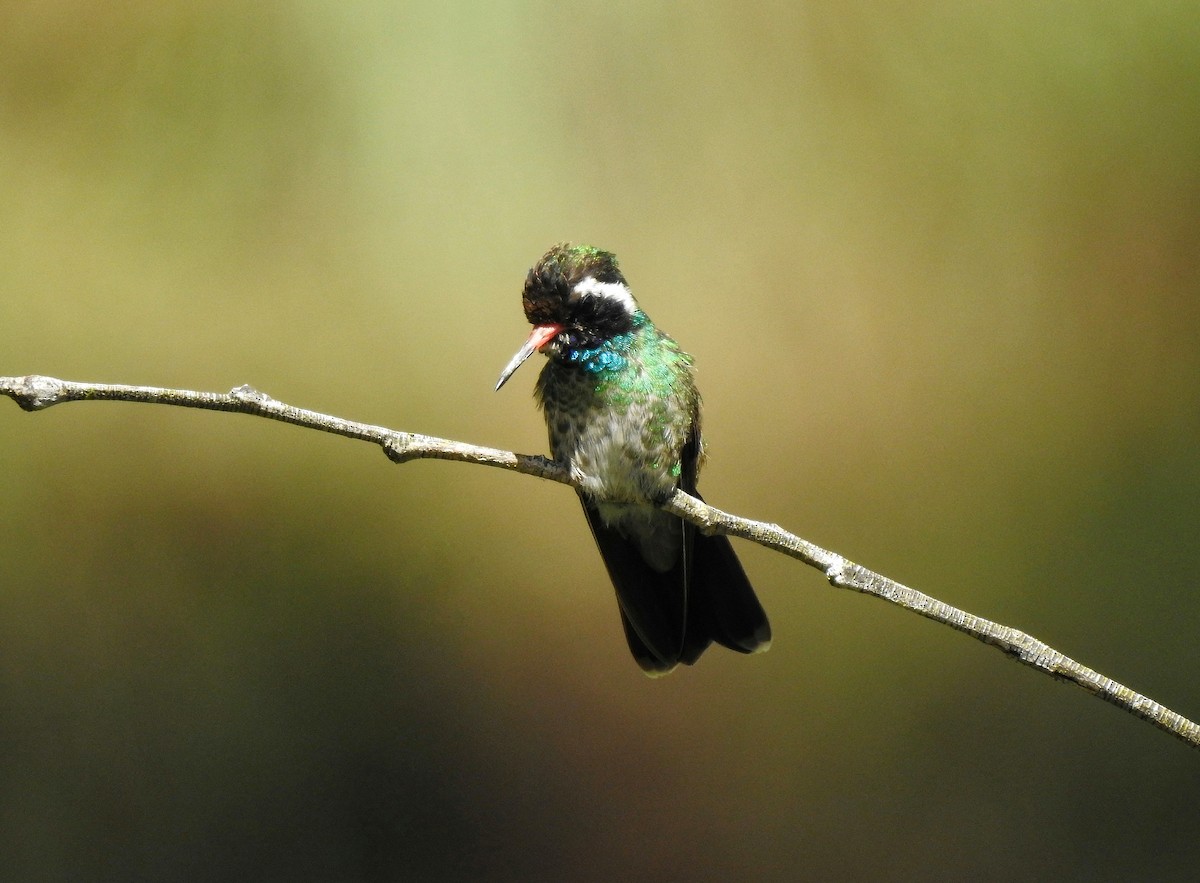 Colibri à oreilles blanches - ML248000191