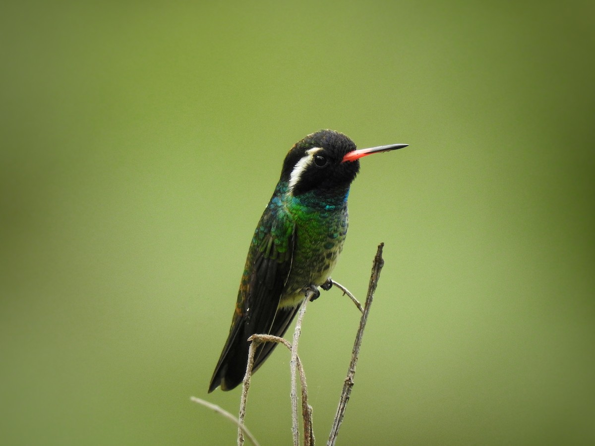 White-eared Hummingbird - ML248000221