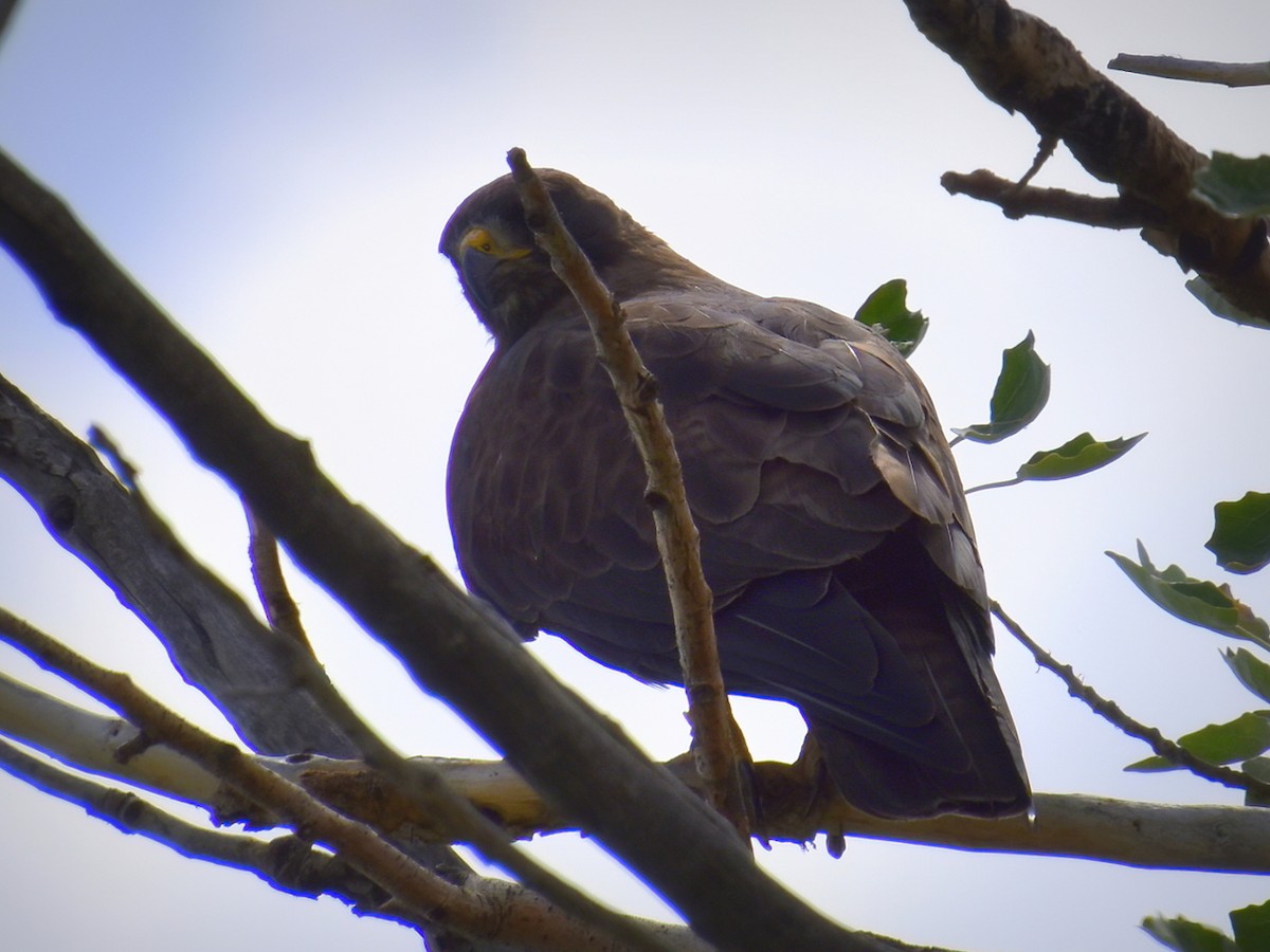 Swainson's Hawk - ML248000501