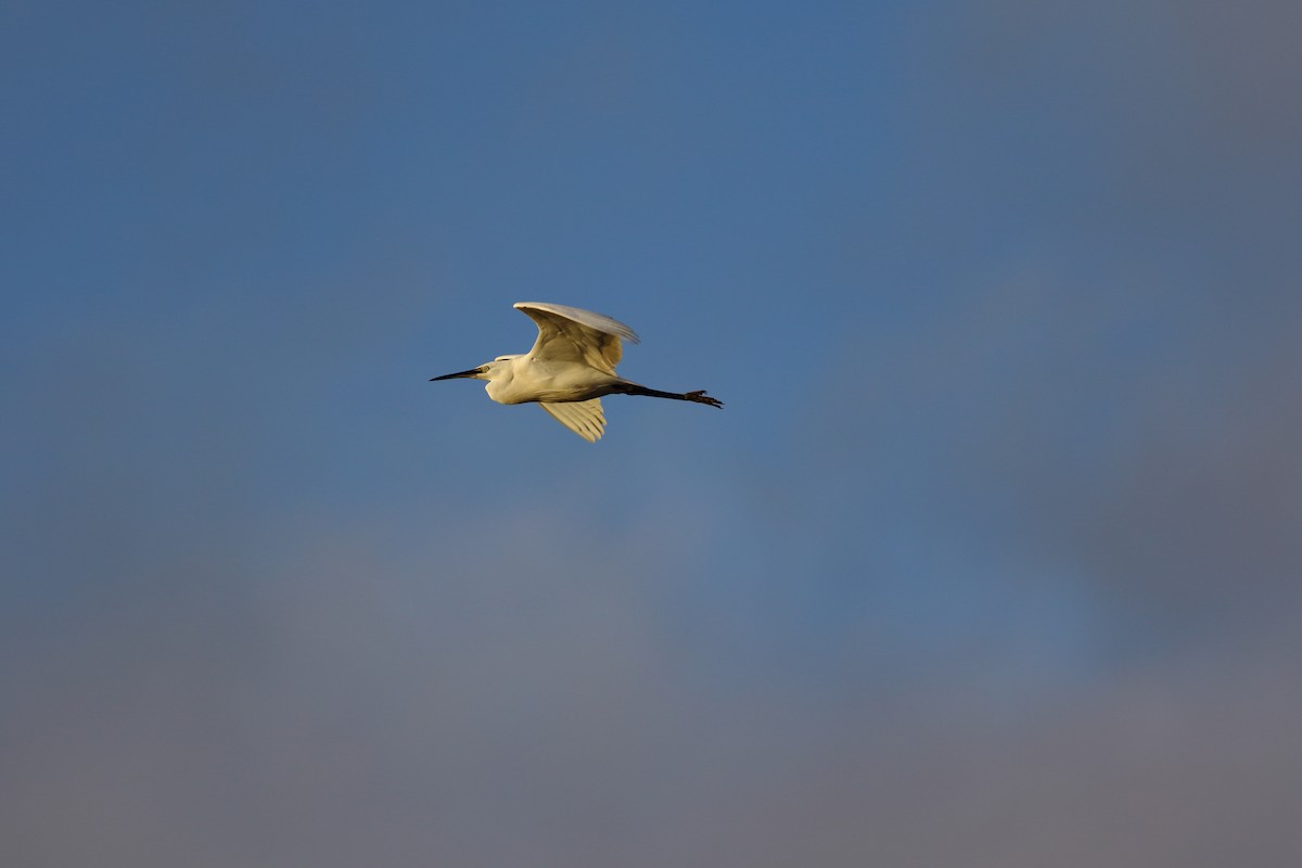 Little Egret - Sérgio Correia