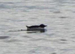 Thick-billed Murre - ML24800411