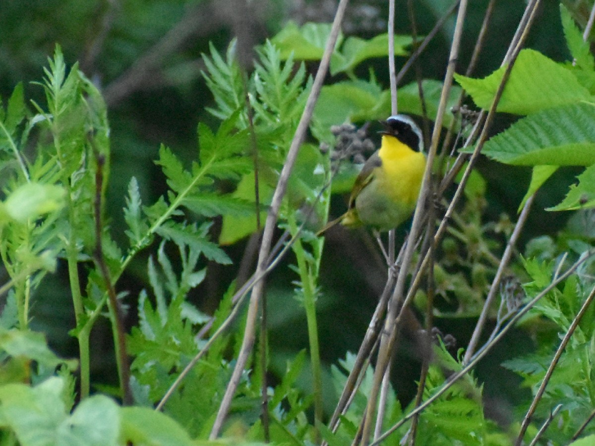 Common Yellowthroat - ML248004131