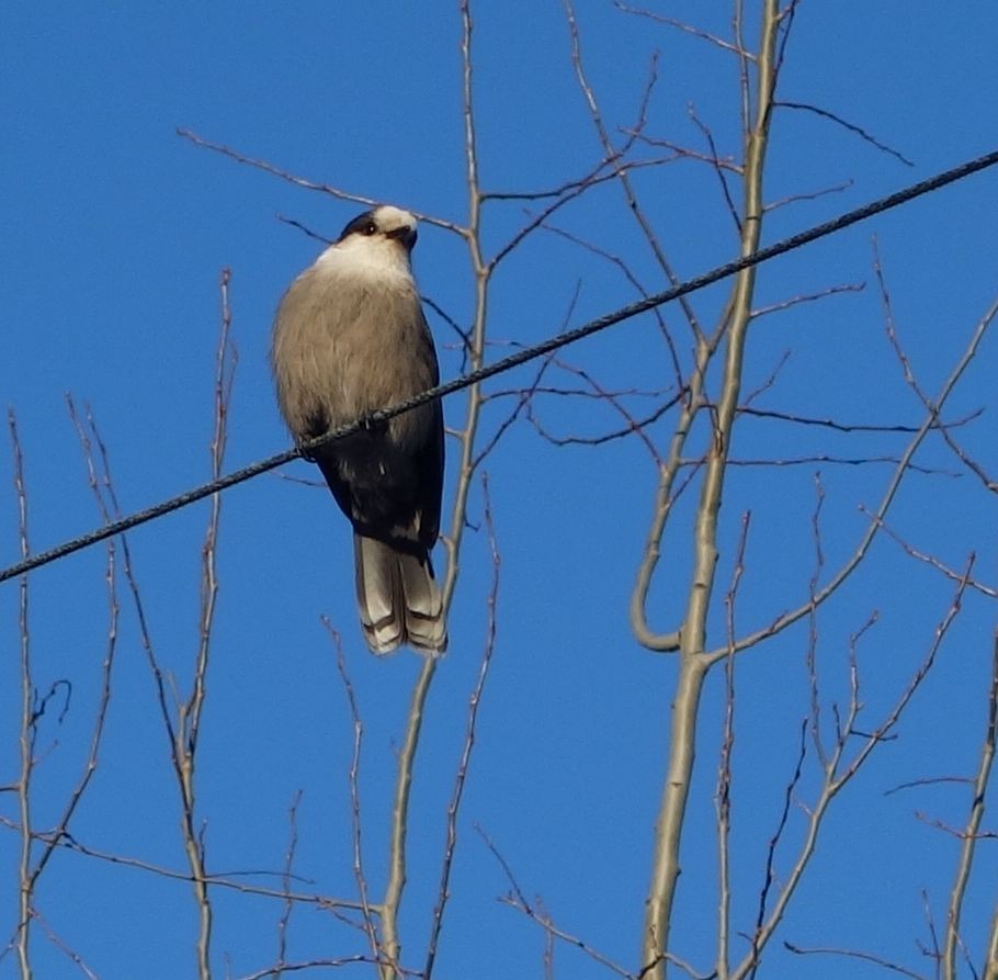 Canada Jay - ML248004331