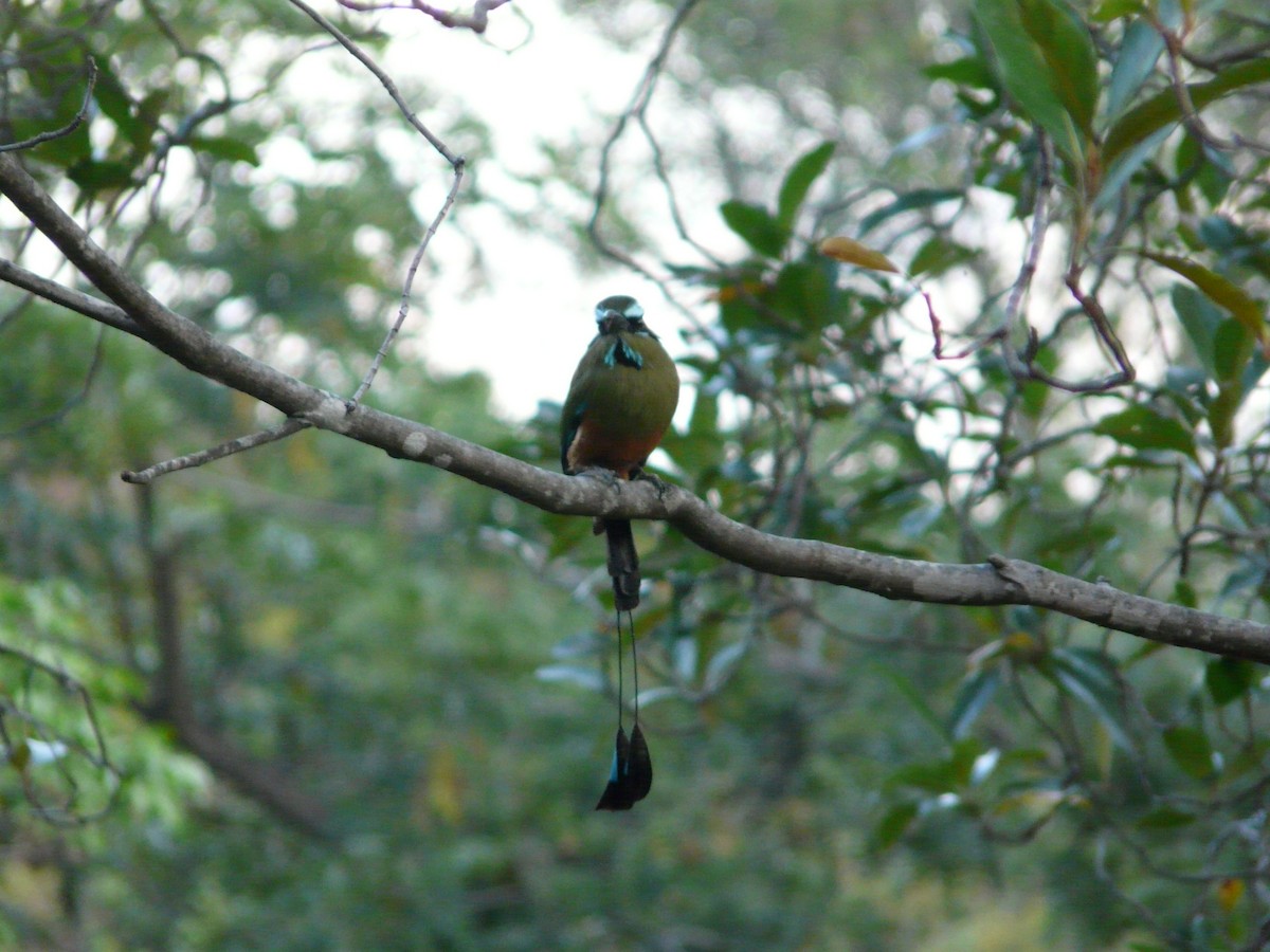 Turquoise-browed Motmot - Luis Alberto Herrera