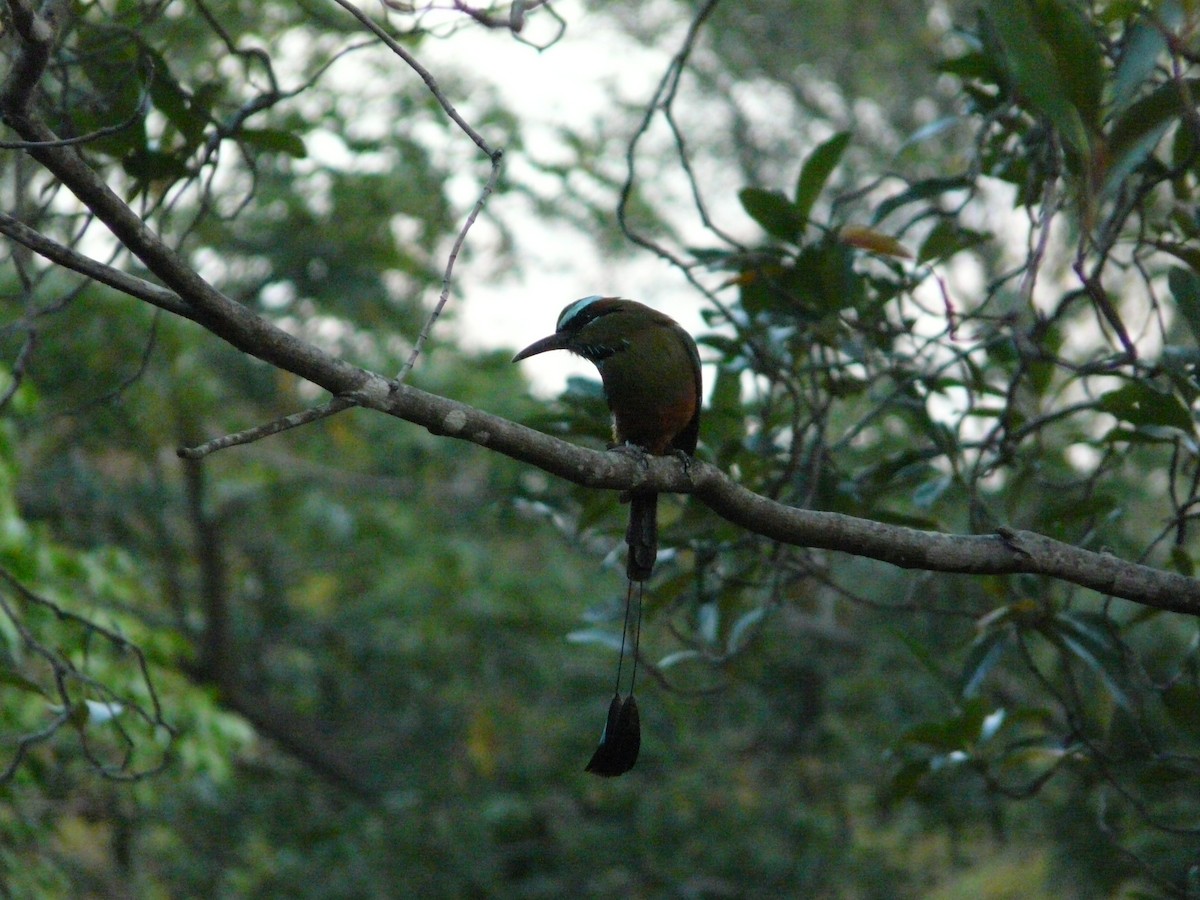 Turquoise-browed Motmot - ML248005261