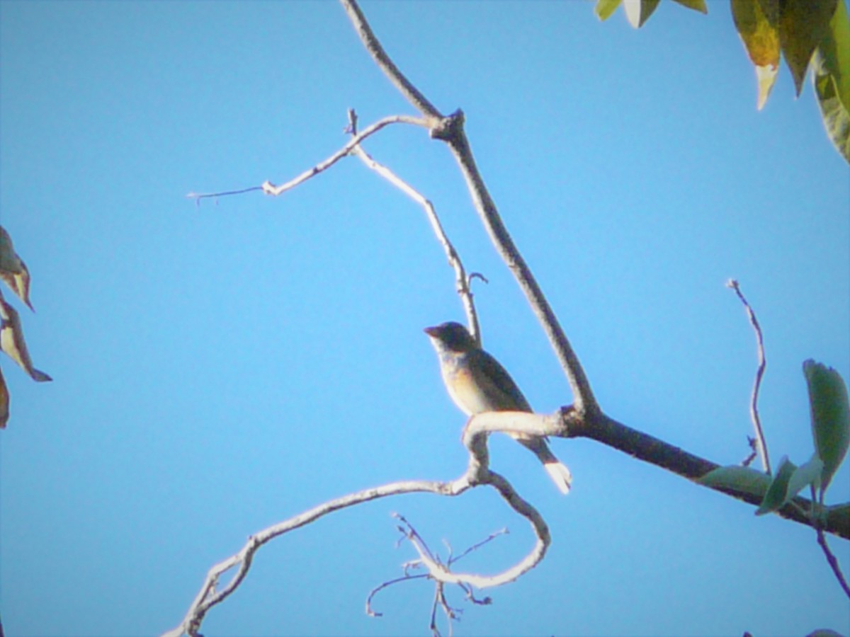 Indigo Bunting - ML248005281