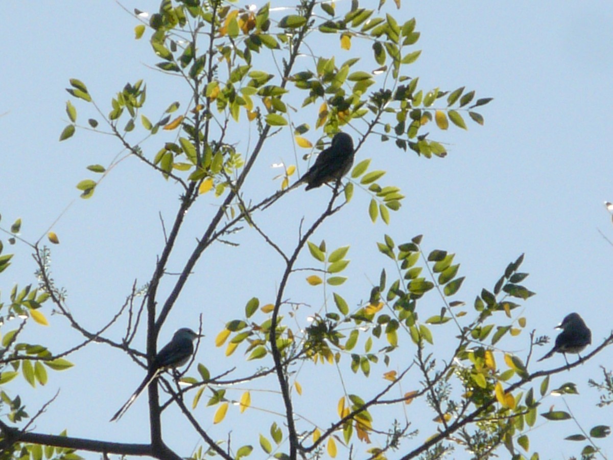 Scissor-tailed Flycatcher - ML248005311