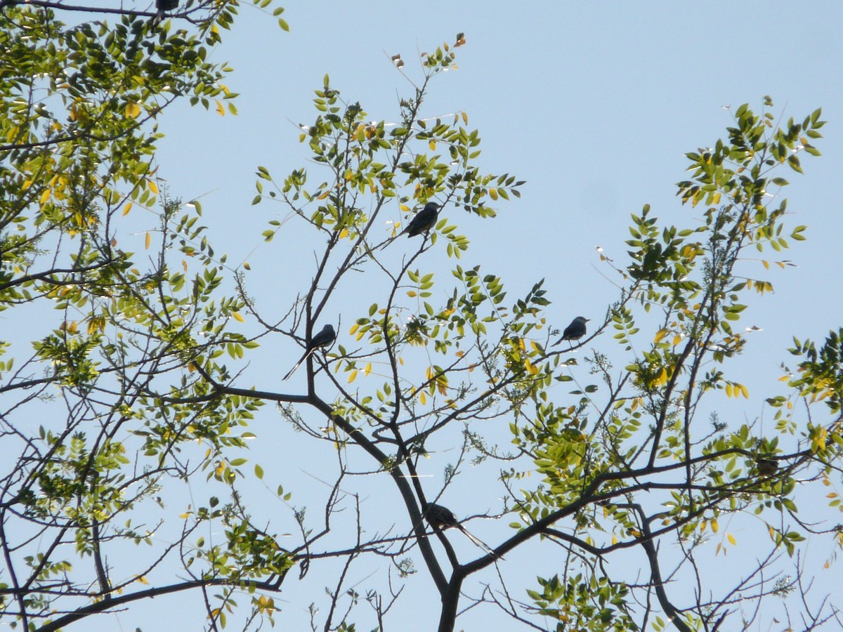 Scissor-tailed Flycatcher - ML248005341