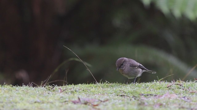 Dusky Robin - ML248005751