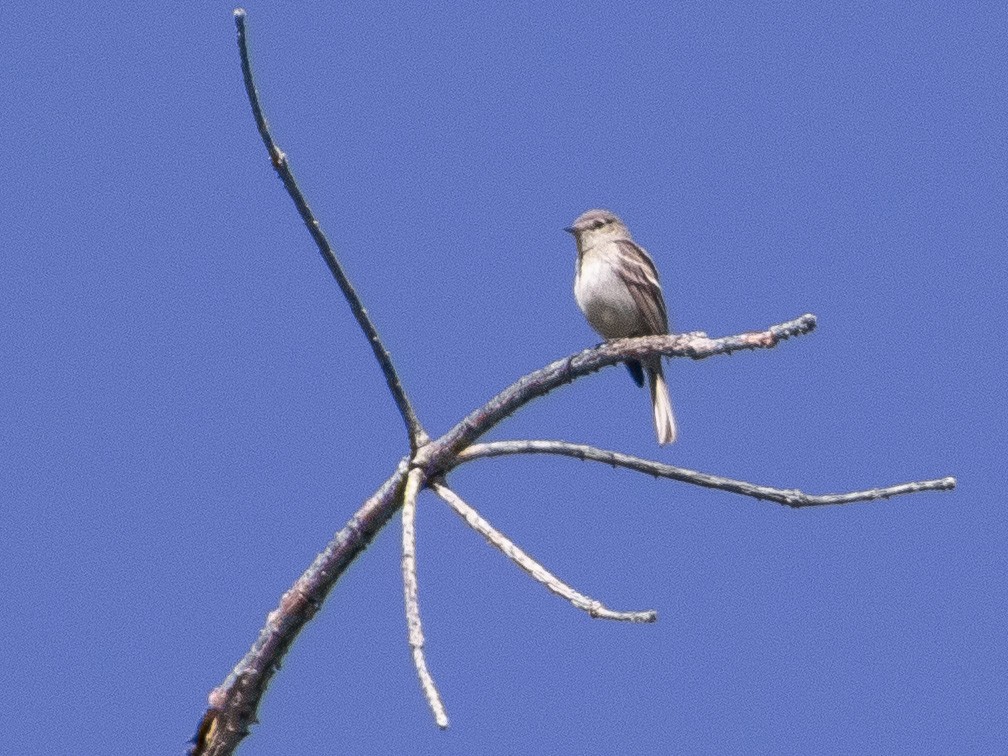 Dusky Flycatcher - ML248006901