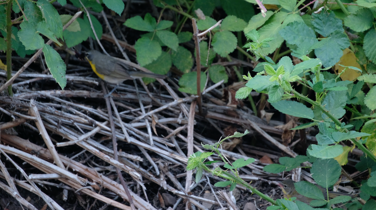 Yellow-breasted Chat - ML248007361