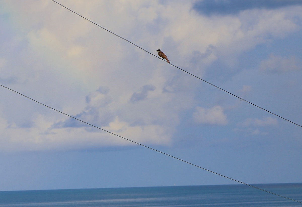 Great Kiskadee - ML248008131