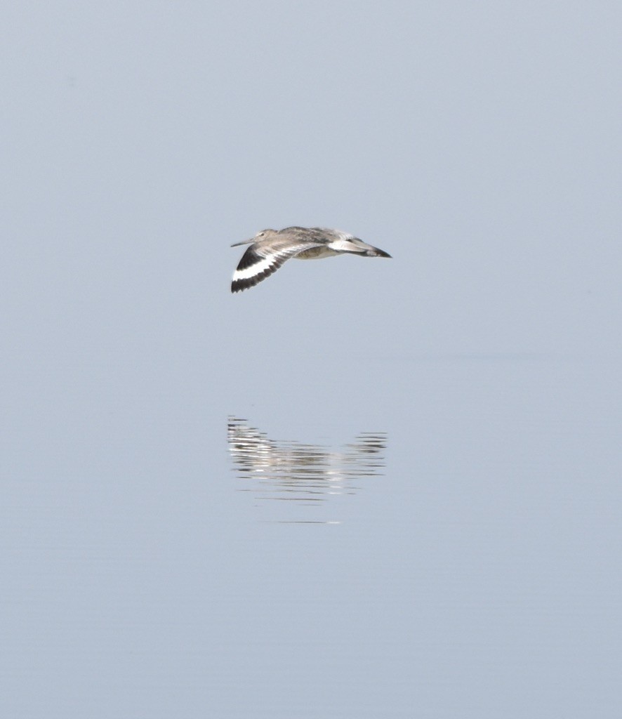Willet - ML248009131