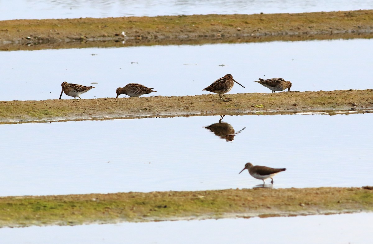 Common Snipe - ML24800921