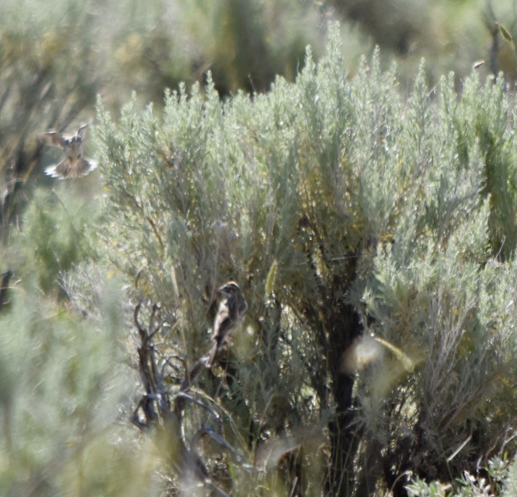 Lark Sparrow - ML248009501
