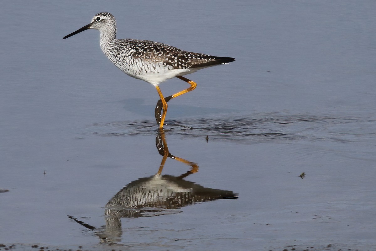 Greater Yellowlegs - ML248009861