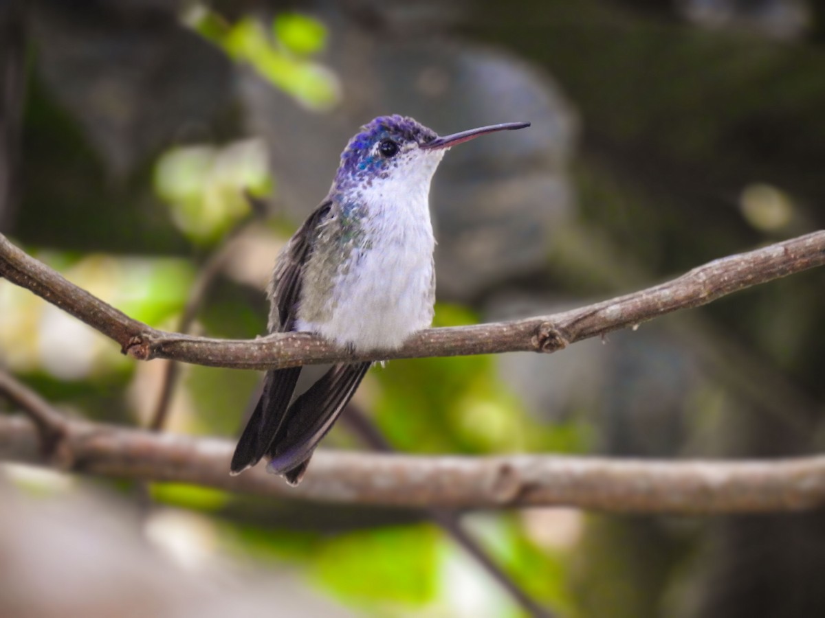 kolibřík andský - ML248010571