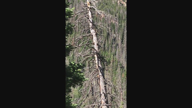 American Three-toed Woodpecker (Rocky Mts.) - ML248011071