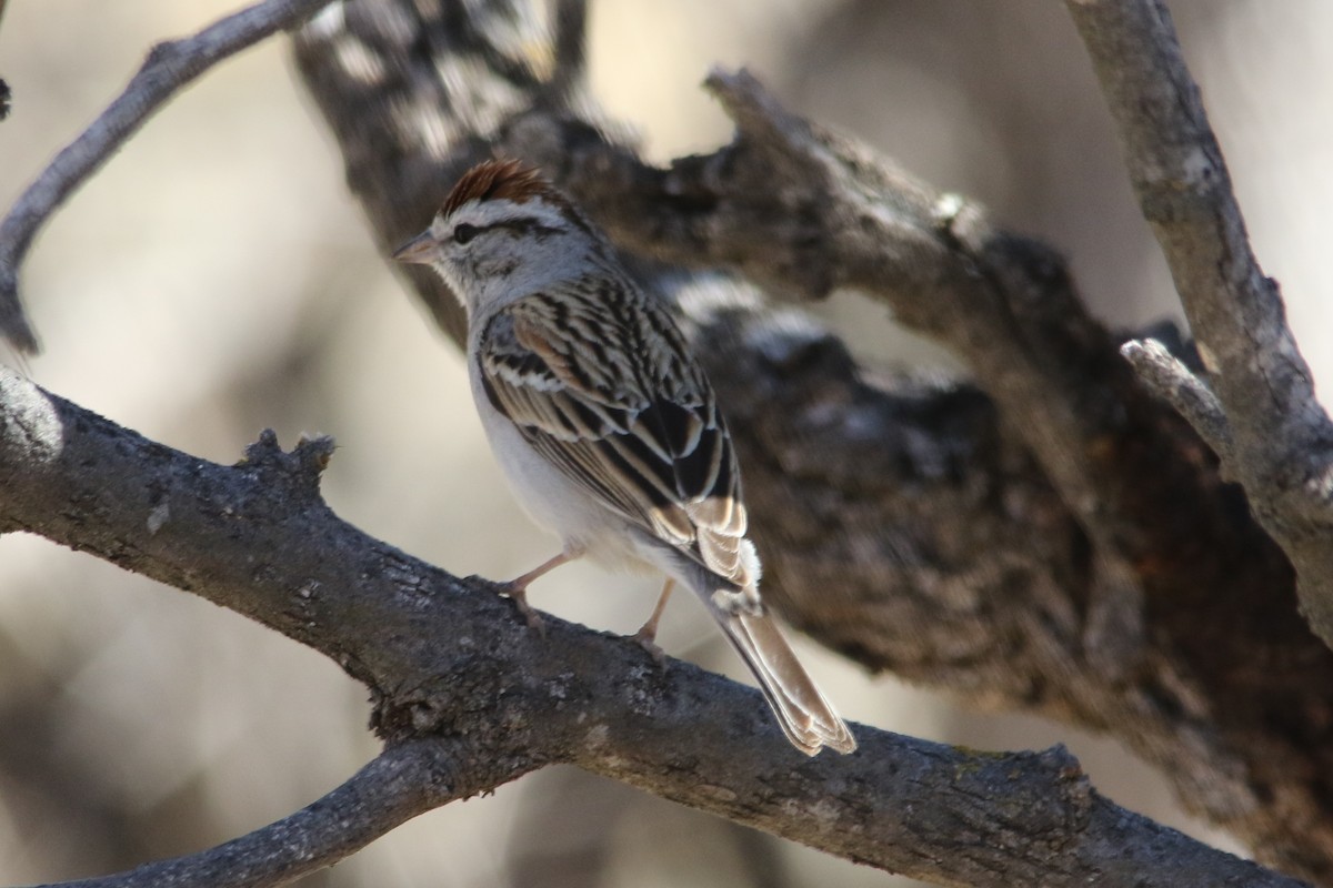 Chipping Sparrow - ML24801181