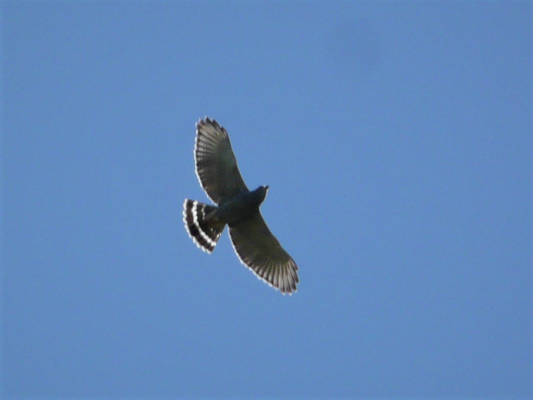 Gray Hawk - ML248012041