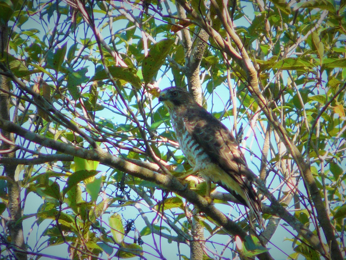 Broad-winged Hawk - ML248012091