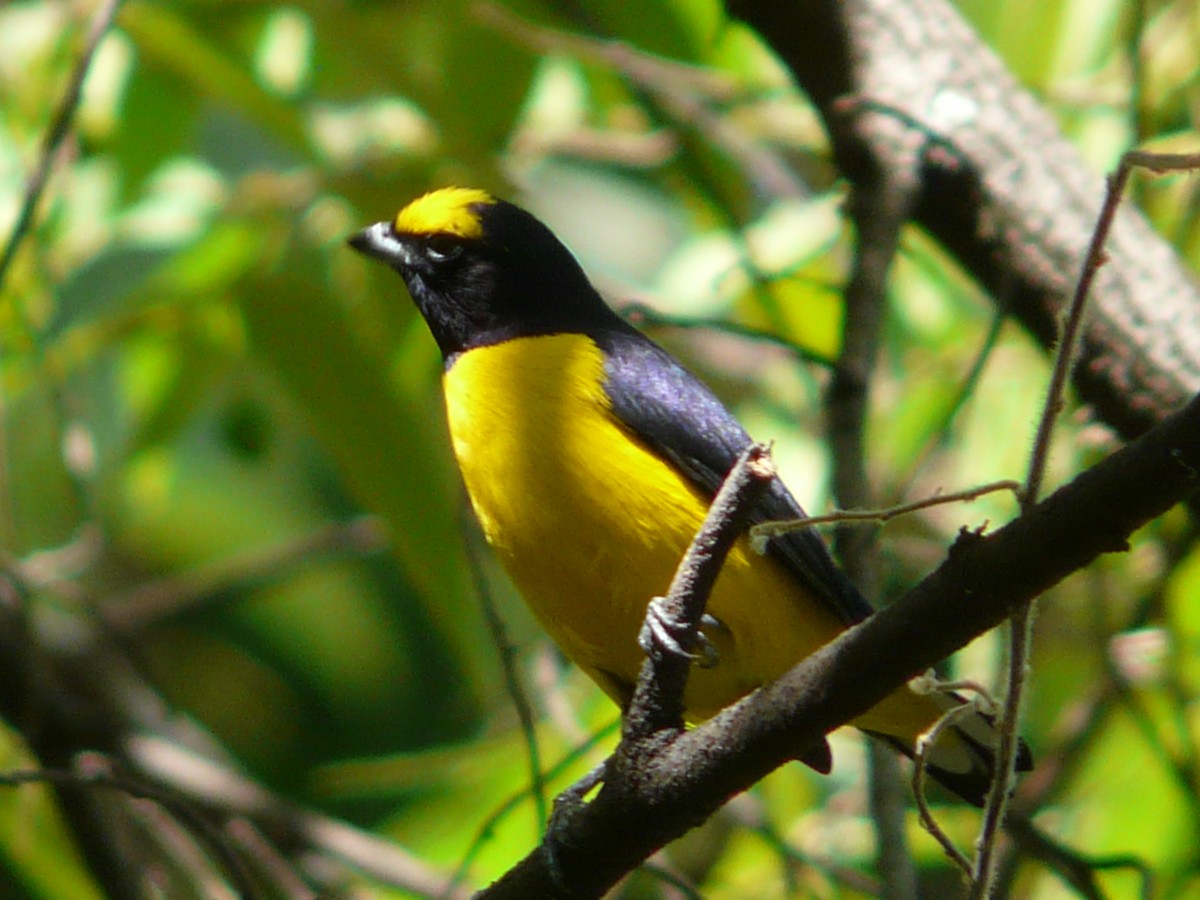 Scrub Euphonia - ML248012201