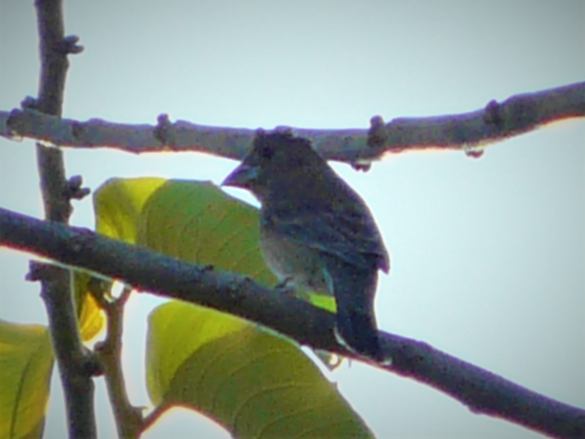 Blue Grosbeak - Luis Alberto Herrera