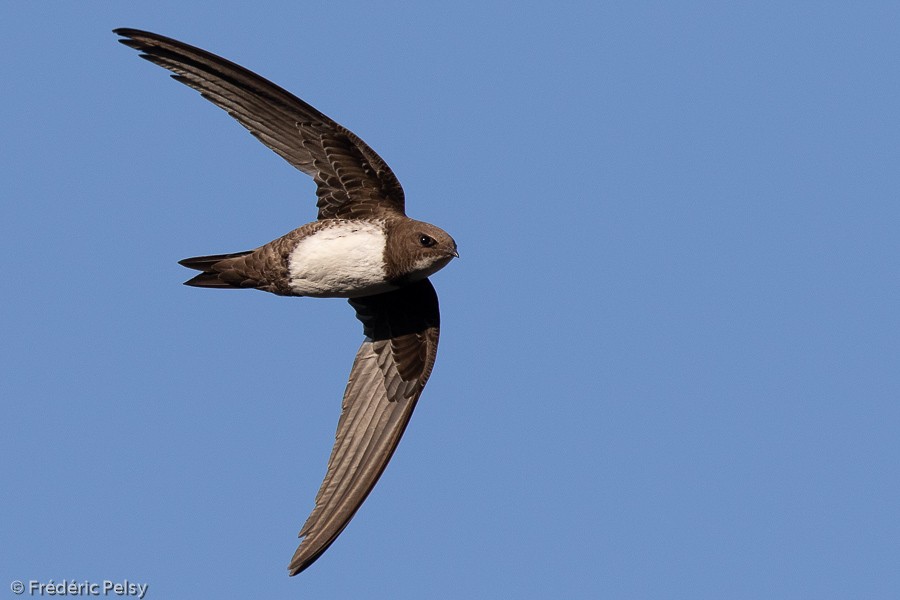 Alpine Swift - ML248012461