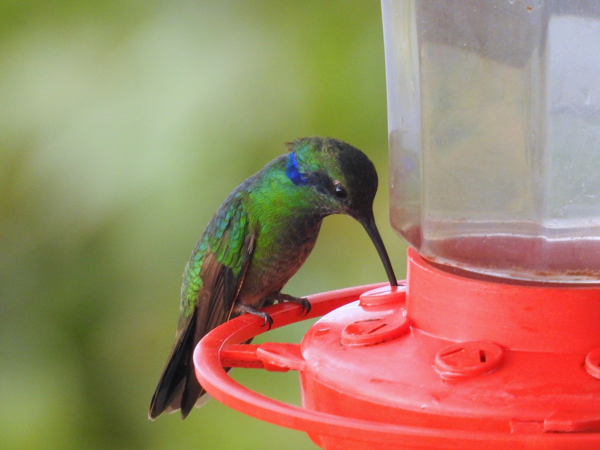 kolibřík modrouchý - ML24801331