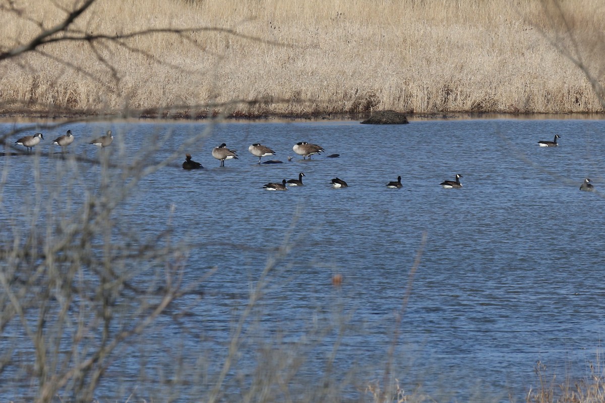 Canada Goose - ML24801351