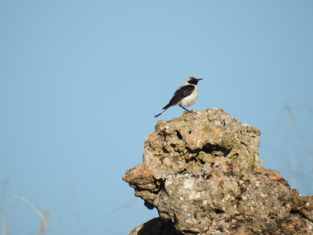 Northern Wheatear - Jose Vicente Navarro San Andrés