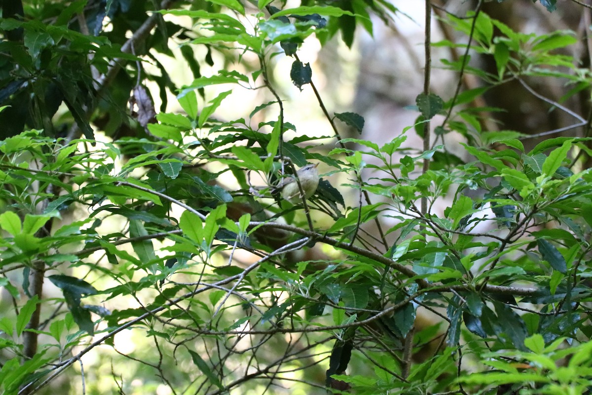 Yellowish-bellied Bush Warbler - Yen ruiyiy