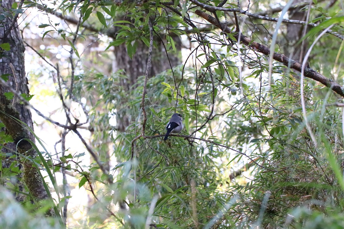 Taiwan Bullfinch - ML248014601