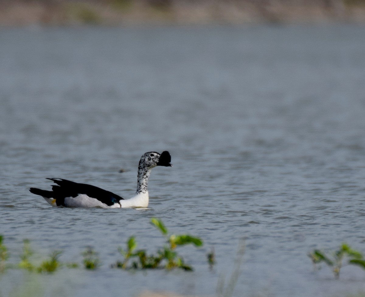 Canard à bosse - ML248014761