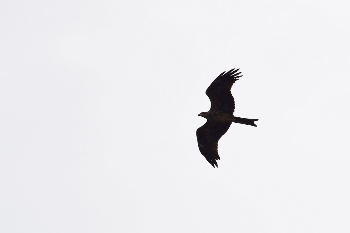 Black Kite - ML248015681