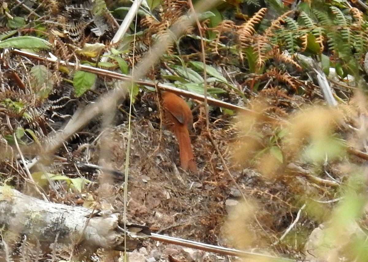 Rufous Spinetail - ML24801841