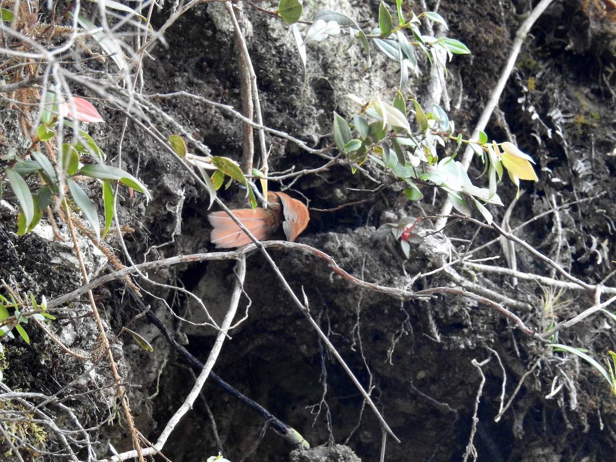 Rufous Spinetail - ML24801851