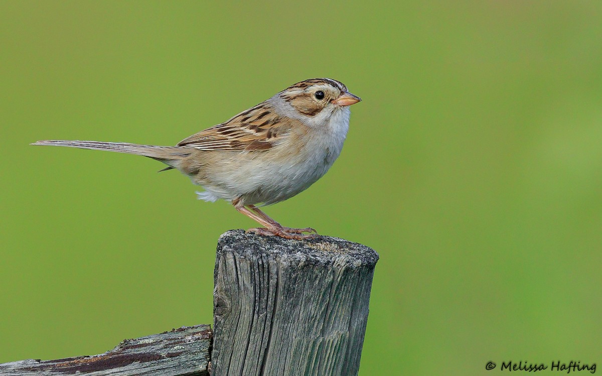 Clay-colored Sparrow - ML248018611