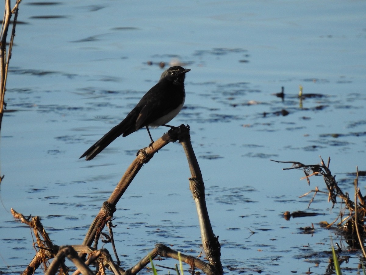 Willie-wagtail - ML248020541