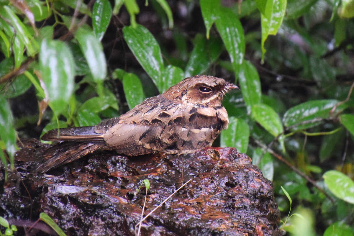 Jerdon's Nightjar - ML248022191