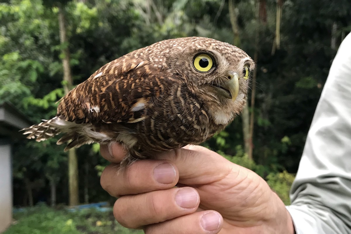 Asian Barred Owlet - ML248023571