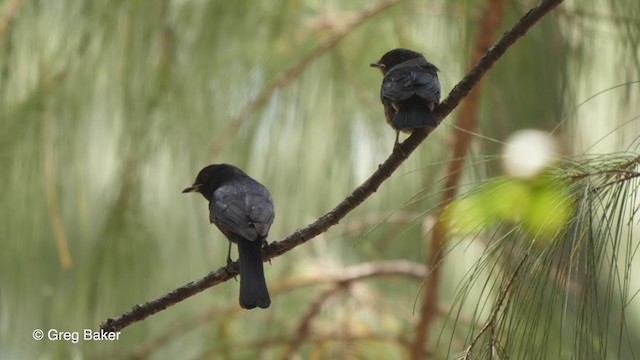 Southern Black-Flycatcher - ML248025051