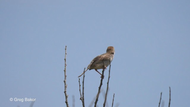 Rattling Cisticola - ML248025091