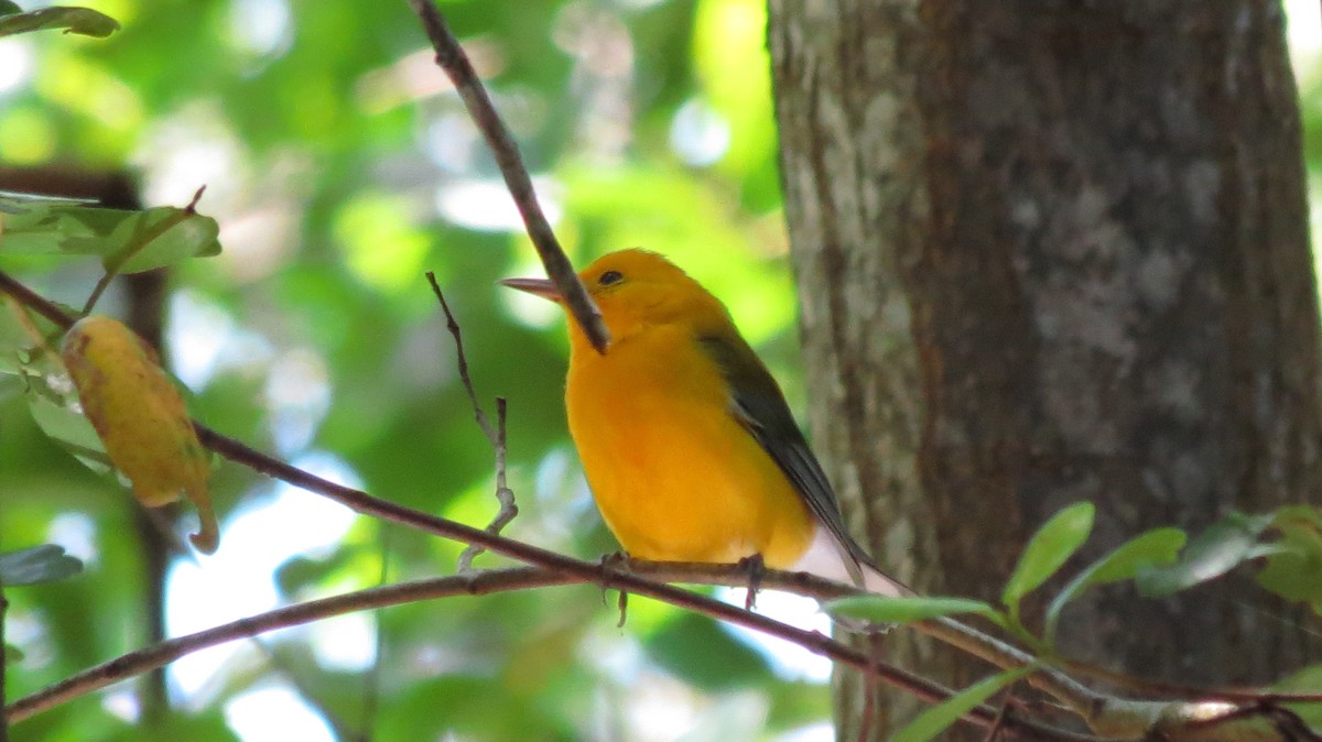Prothonotary Warbler - ML248026281