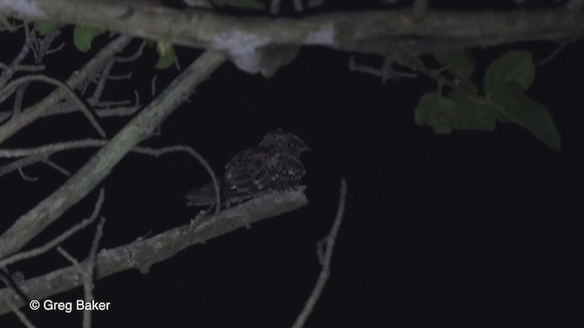 Fiery-necked Nightjar - ML248026351